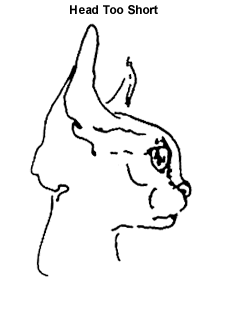 Картинка девон рекс-Слишком короткая голова