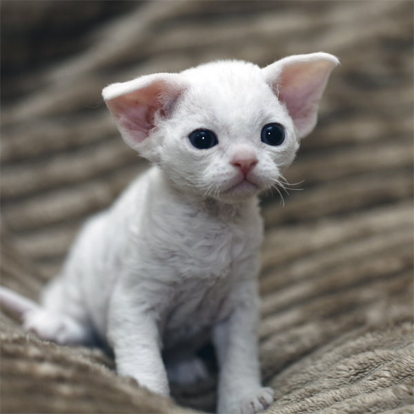 Devon rex kitten for sale