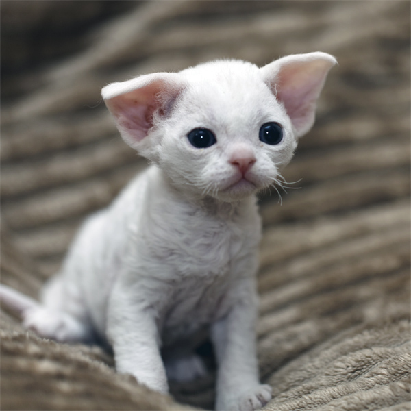 Devonshire rex kittens for hot sale sale