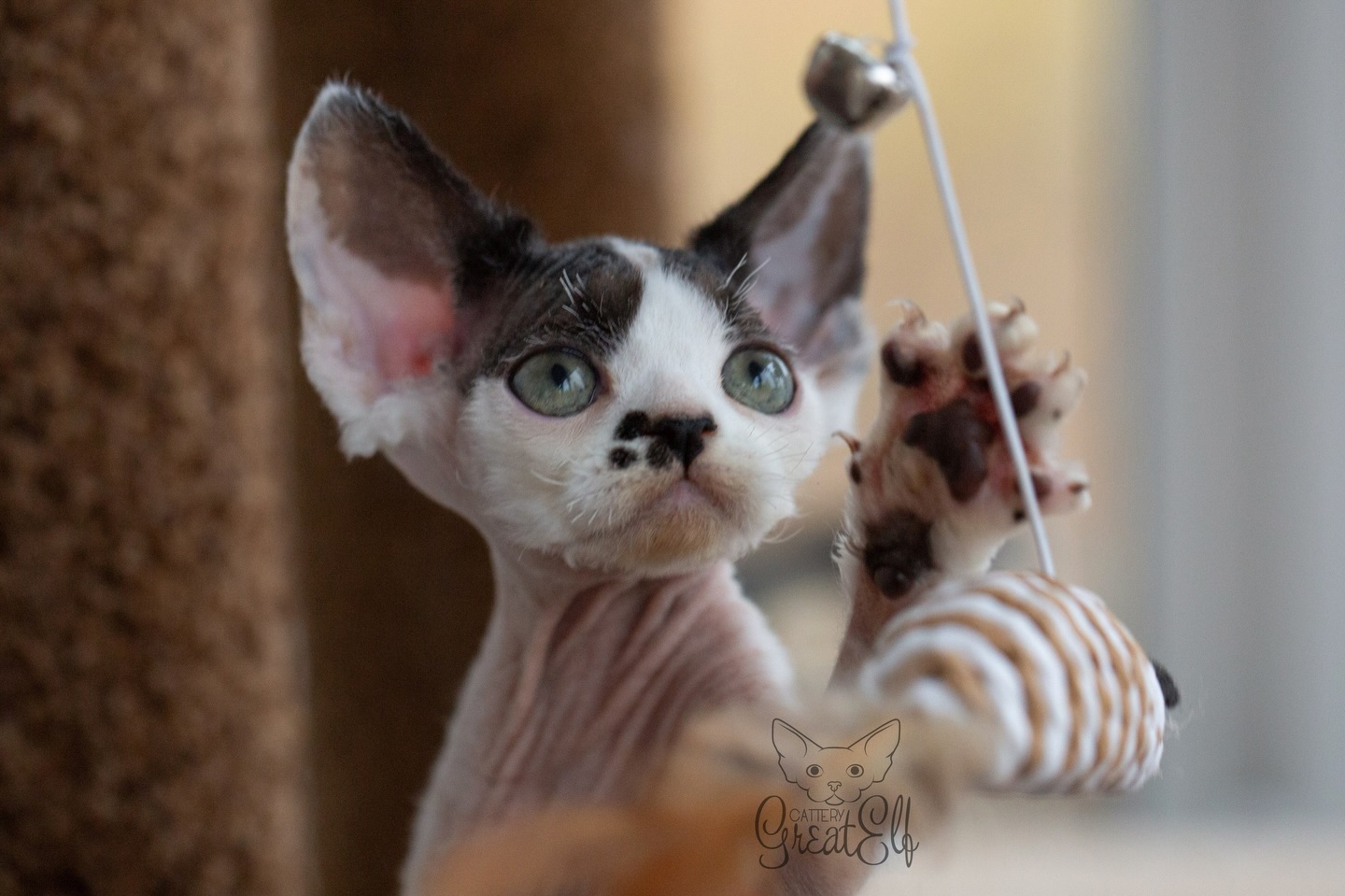 Devon Rex kitten available for sale from Great Elf